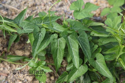 Weed photograph 2