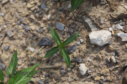 Weed photograph 4