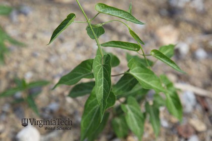Weed photograph 6