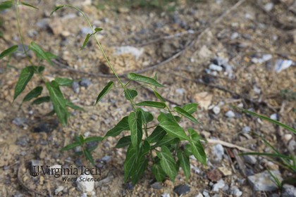 Weed photograph 7