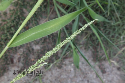 Weed photograph 2