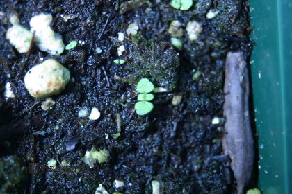 Weed photograph 2