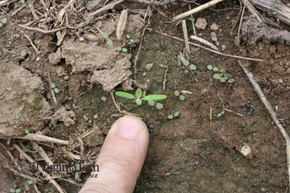 Weed photograph 3