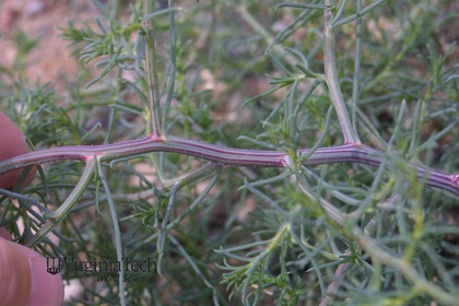 Weed photograph 2