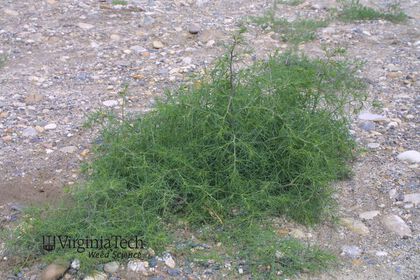 Weed photograph 3