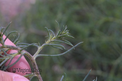 Weed photograph 4