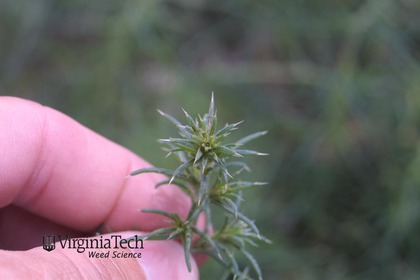 Weed photograph 5