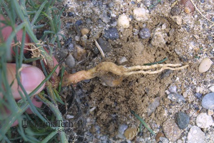 Weed photograph 6