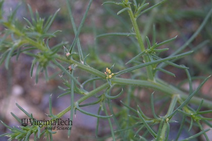 Weed photograph 7