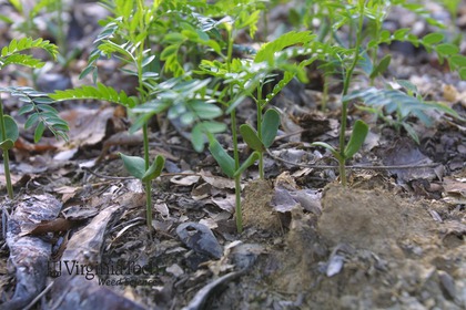Weed photograph 2