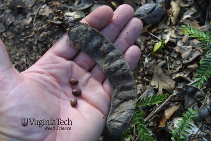 Weed photograph 3