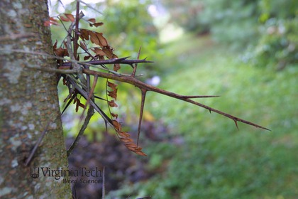 Weed photograph 5