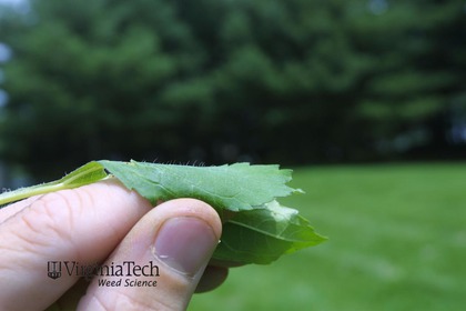 Weed photograph 2