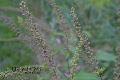Weed photograph 3