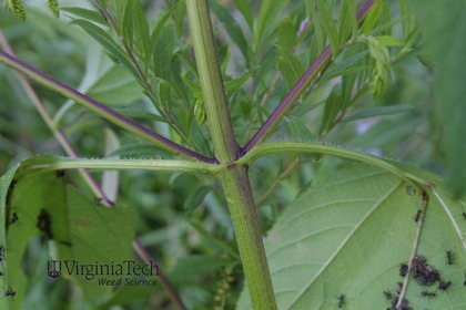 Weed photograph 4