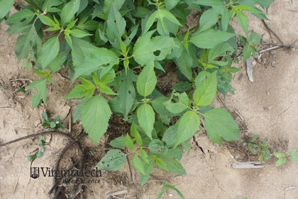 Weed photograph 6