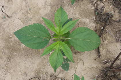 Weed photograph 7