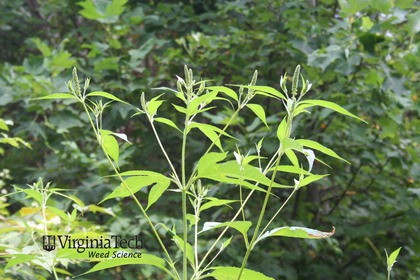 Weed photograph 8