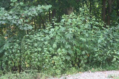 Weed photograph 9