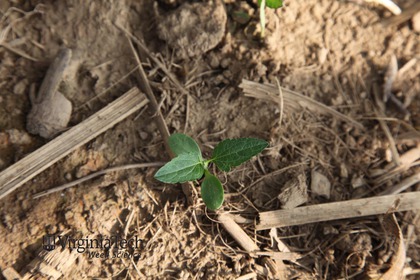 Weed photograph 10
