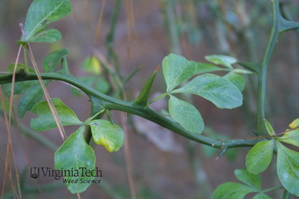 Weed photograph 2