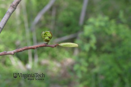Weed photograph 4