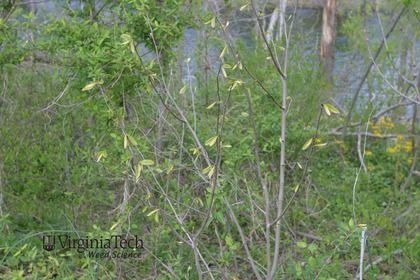 Weed photograph 5