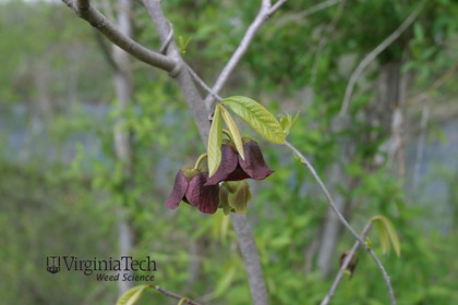 Weed photograph 6