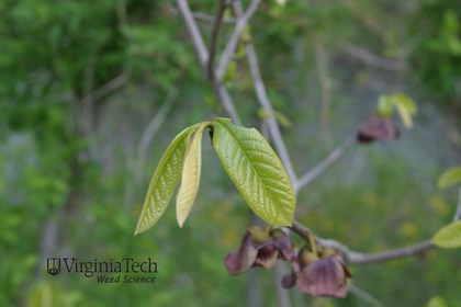 Weed photograph 7