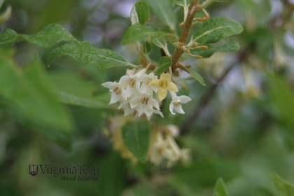 Weed photograph 1