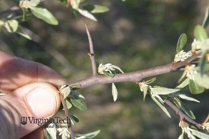 Weed photograph 2
