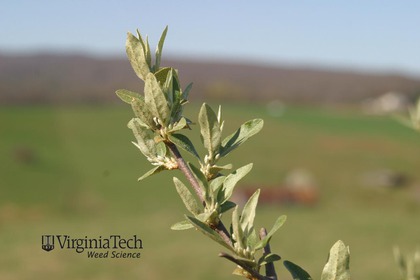 Weed photograph 4