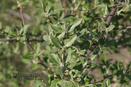 Weed photograph 5