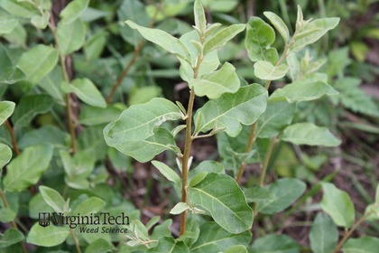 Weed photograph 6