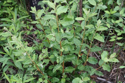 Weed photograph 7