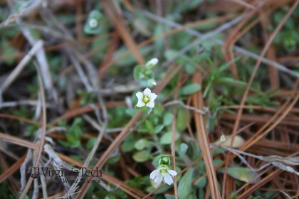 Weed photograph 1