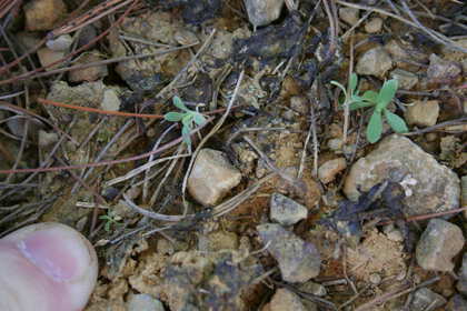Weed photograph 2