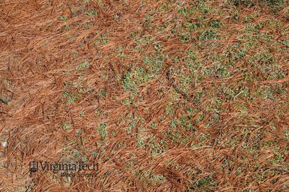 Weed photograph 3