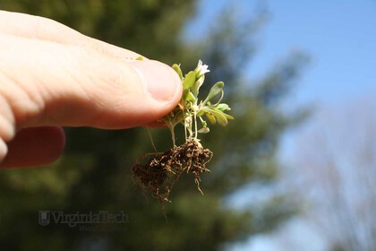 Weed photograph 4