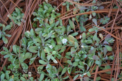 Weed photograph 5