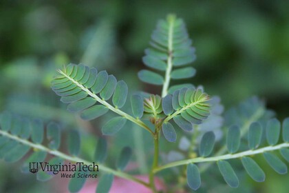 Weed photograph 2