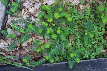 Weed photograph 3