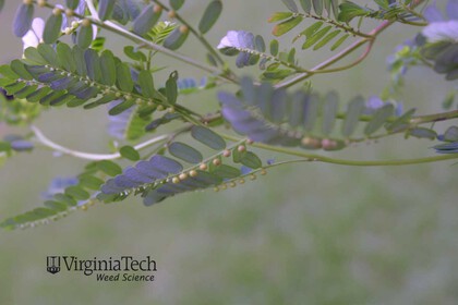 Weed photograph 4