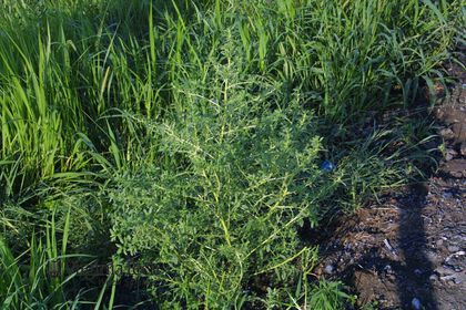 Weed photograph 4