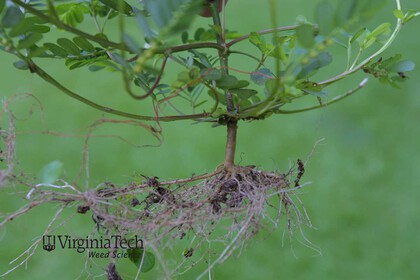 Weed photograph 5