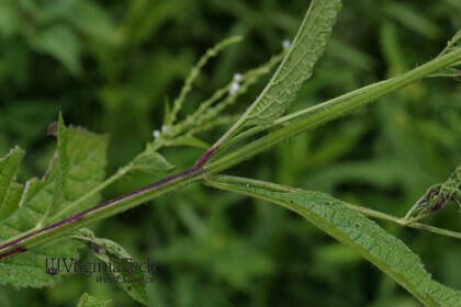 Weed photograph 5