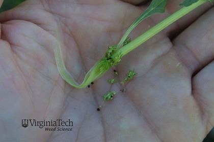 Weed photograph 5
