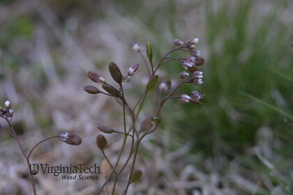 Weed photograph 1