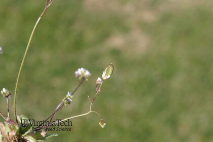 Weed photograph 2