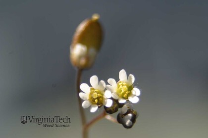 Weed photograph 3